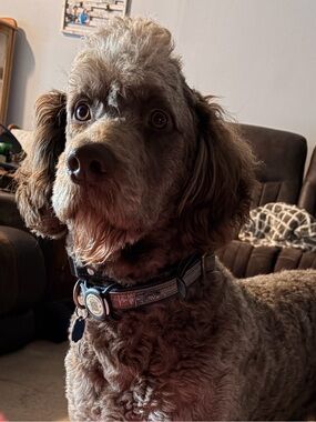 Meet your Posher, Ginger
